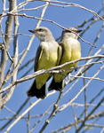 Western Kingbird Gallery
